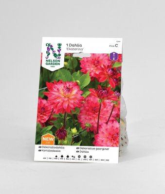 Dahlia Dekorativ Ekaterina, Rosa