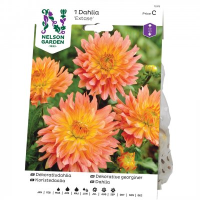 Dahlia Dekorativ Extase, Rosa