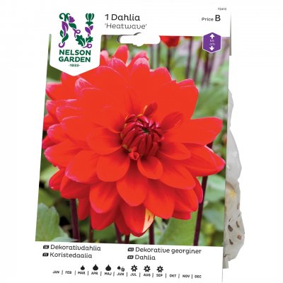 Dahlia Dekorativ Heatwave, Röd