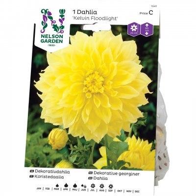 Dahlia Dekorativ Kelvin Floodlight, Gul