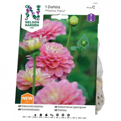 Dahlia Hög Dekorativ Milena Fleur