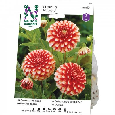 Dahlia Dekorativ Musette, Röd/Vit