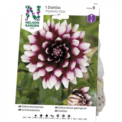 Dahlia Dekorativ Mystery Day, Lila/Vit