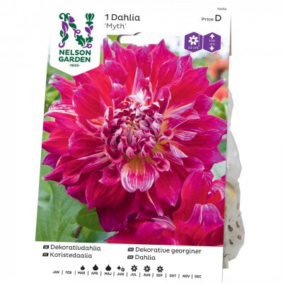 Dahlia Dekorativ Myth, Rosa