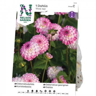 Dahlia Dekorativ Pink Isa, Rosa