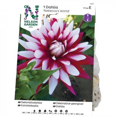 Dahlia Dekorativ Rebecca´s World, Vinröd/VIt