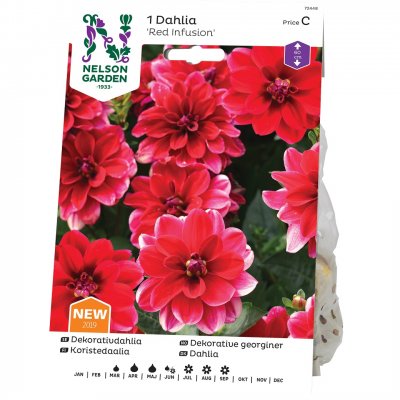 Dahlia Dekorativ Red Infusion, Röd