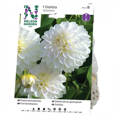 Dahlia Dekorativ Wittem, Vit