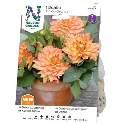 Dahlia Dekorativ Go Go Orange