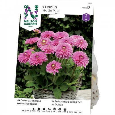 Dahlia Dekorativ Go Go Pink