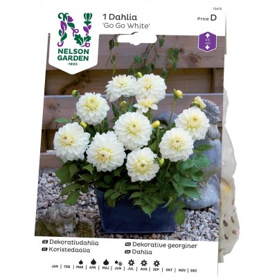 Dahlia Dekorativ Go Go White
