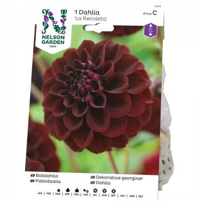 Dahlia Boll La Recoleta, Röd