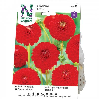 Dahlia Pompon Nescio, Röd