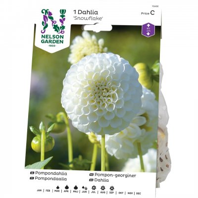 Dahlia Pompon Snowflake, Vit