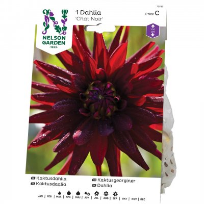 Dahlia Kaktus Chat Noir, Mörkröd