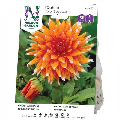 Dahlia Kaktus Color Spectacle, Orange