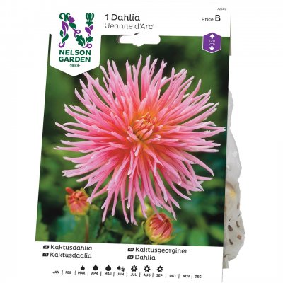 Dahlia Kaktus Jeanne d´ Arc, Rosa