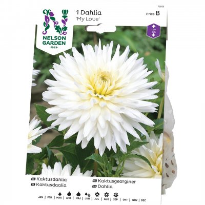 Dahlia Kaktus My Love, Vit
