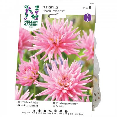 Dahlia Kaktus Park Princess, Rosa