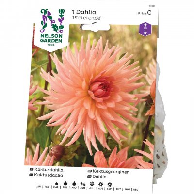 Dahlia Kaktus Preference, Rosa