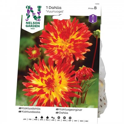 Dahlia Kaktus Vuurvogel, Orange