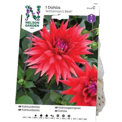 Dahlia Kaktus Wittemans Best, Röd