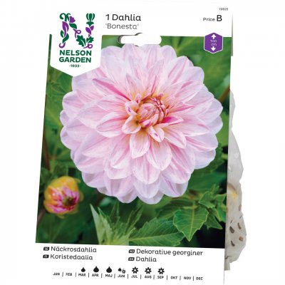 Dahlia Näckros Bonesta, Rosa