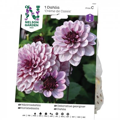 Dahlia Näckros Créme de Cassis, Rosa