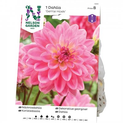 Dahlia Näckros Gerrie Hoek, Rosa