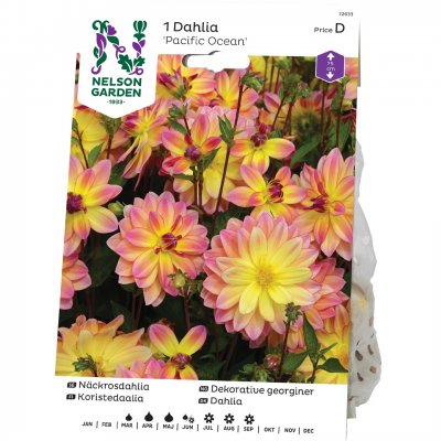 Dahlia Näckros Pacific Ocean, Rosa/Gul