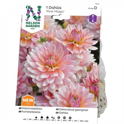 Dahlia Näckros Pink Magic