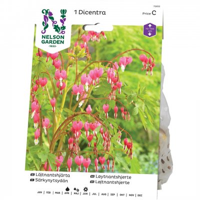 Löjtnantshjärta Rosa