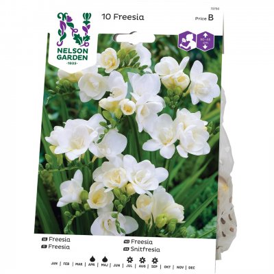 Freesia Dubbel Vit