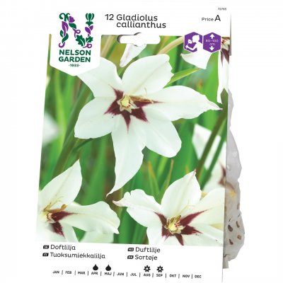 Doftlilja Gladiolus callianthus, Vit