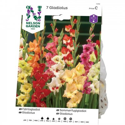 Gladiol Fjäril Blandade Färger