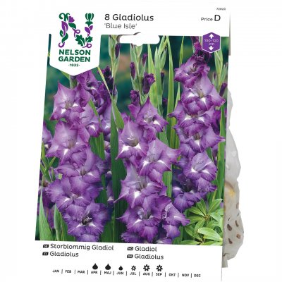 Gladiol Storblommig Blue Isle