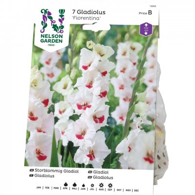 Gladiol Storblommig Fiorentina, Vit