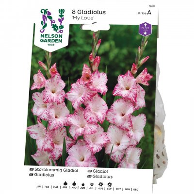 Gladiol Storblommig My Love, Rosa
