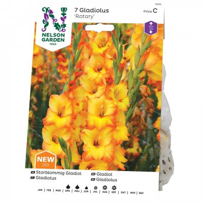 Gladiol Storblommig Rotary, Gul