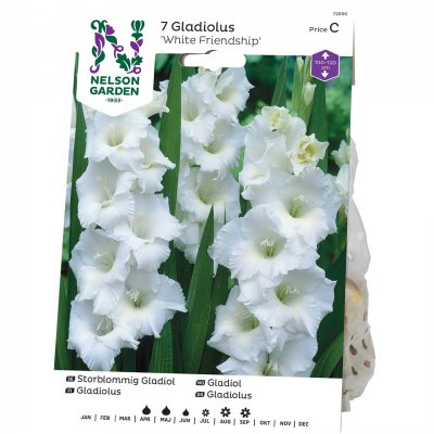 Gladiol Storblommig White Friendship