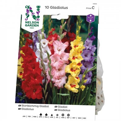 Gladiol Storblommig Blandade Färger