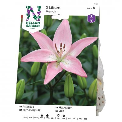 Lilja, Asiatisk, 'Renoir', Rosa