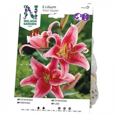 Lilja Orientalisk Stargazer, Rosa