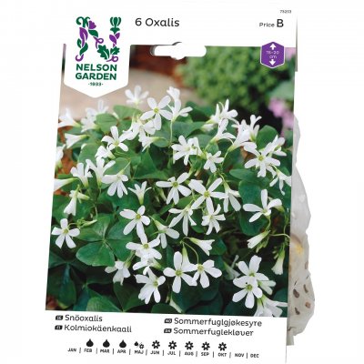 Snöoxalis Oxalis tr. ssp.papilionacea, Vit