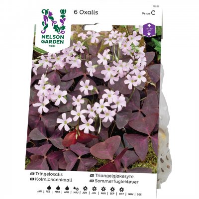 Triangeloxalis Oxalis triangularis