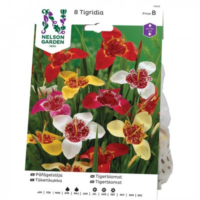 Påfågelslilja Blandade färger