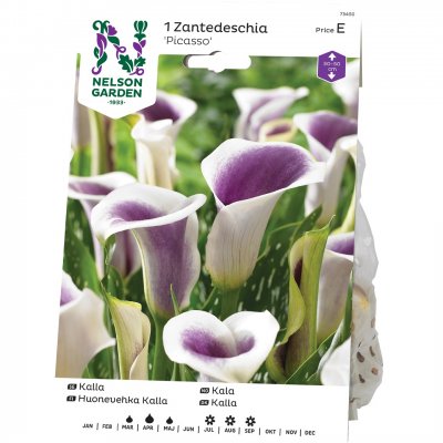 Kalla Zantedeschia Picasso
