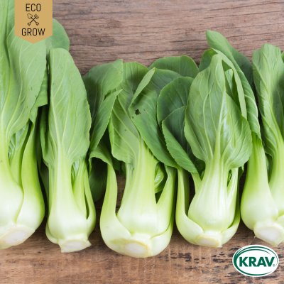 Pak Choi Bok Choy Green, Ekologisk