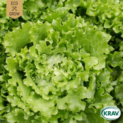 Sallat, Batavia-, Blonde de Paris, Ekologisk