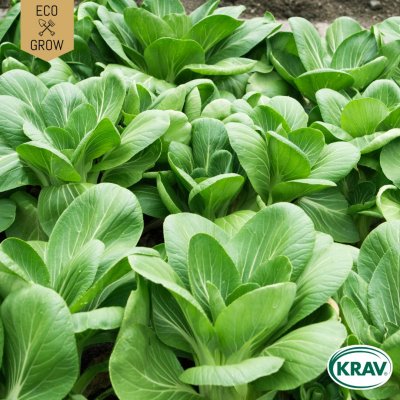 Pak Choi White Celery Mustard, Ekologisk